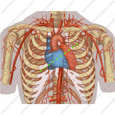 Линия проекции сердечных клапанов